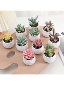 cây trang trí đồ decor bàn học